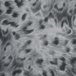 Furrious Dark